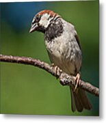 Male House Sparrow Perched In A Tree Metal Print