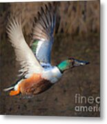 Male Northern Shoveler Metal Print