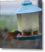 Male Painted Bunting Metal Print