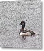 Male Ring-necked Duck Metal Print