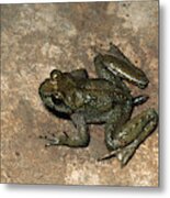 Male Tailed Frog Metal Print