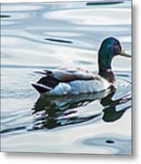 Mallard Duck On A Calm Lake Metal Print