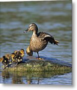 Mallard Mother With Ducklings Europe Metal Print