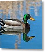 Mallard Reflection Metal Print