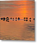 Mallards On Ice Edge During Sunset Metal Print