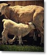 Mama Sheep And Baby Lamb Metal Print