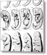 Mammal Embryos Metal Print