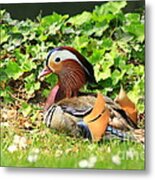 Mandarin Duck In The Grass Metal Print