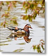 Mandarin Duck Reflection Metal Print