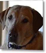 Mandy Rescue Lab Metal Print