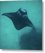 Manta Ray Swimming In The Pacific Metal Print