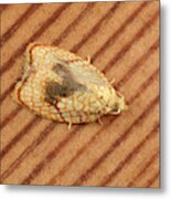 Maple Button Moth Metal Print