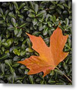 Maple Leaf On Boxwood Metal Print
