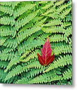 Maple Leaf On Ferns Metal Print