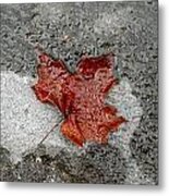 Maple Leaf Under Ice Metal Print