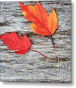 Maple Leaves Metal Print