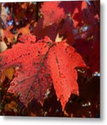 Maple Leaves In Autumn Red Metal Print