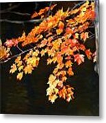 Maple Leaves Metal Print