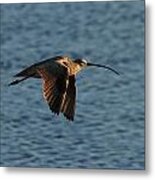 Marbled Gotwit Metal Print