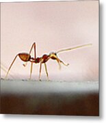 March Of The Ants Metal Print