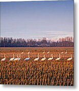 March Of The Swans Metal Print