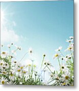 Margaret Flowers And Sunny Sky Metal Print