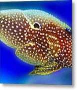 Marine Beta Fish Calloplesiops Altivelis Metal Print