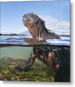Marine Iguana In Water Punta Espinosa Metal Print