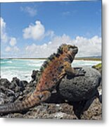 Marine Iguana Tortuga Bay Galapagos Metal Print