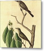 Mark Catesby,english, 1679-1749, The Little Brown Flycatcher Metal Print