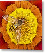 Marmalade Hoverfly On Gazania Essex Metal Print