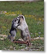 Marmots In Glacier Np Metal Print