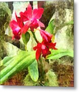 Maroon Cattleya Orchids Metal Print