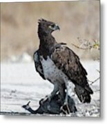 Martial Eagle With Live Guinea Fowl Prey Metal Print