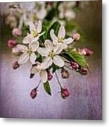 Mary's Crabapple Blossoms 1 Metal Print