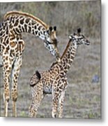 Masai Giraffe Mother Cleaning Calf Metal Print