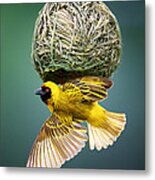 Masked Weaver At Nest Metal Print