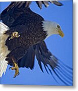 Master Of The Sky Metal Print