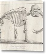 Mastodon Skeleton Metal Print