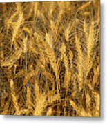 Mature Wheat Metal Print