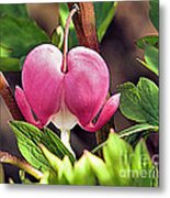 Mays Bleeding Heart Metal Print