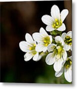 Meadow Saxifrage Metal Print