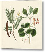 Medicinal Plants Metal Print