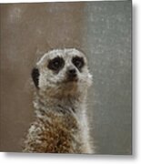 Meerkat 5 Metal Print