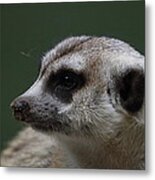 Meerket - National Zoo - 01137 Metal Print