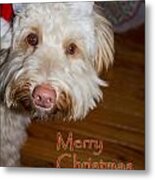 Merry Christmas From A Labrdoodle Card Metal Print