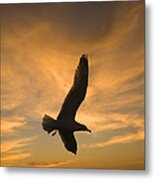 Mew Gull At Sunset La Jolla California Metal Print