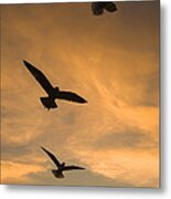Mew Gulls At Sunset La Jolla California Metal Print