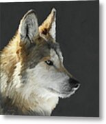 Mexican Grey Wolf Portrait Freehand Metal Print