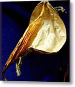 Milkweed Pod Metal Print